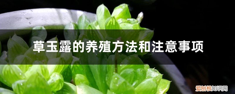 草玉露怎么养 草玉露的养殖方法和注意事项