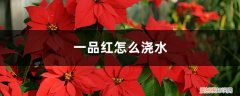 幸福树怎么浇水不掉叶子 幸福树怎么浇水