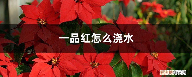 幸福树怎么浇水不掉叶子 幸福树怎么浇水