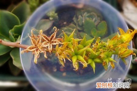 多肉怎么才算授粉成功 多肉授粉小技巧你知道吗
