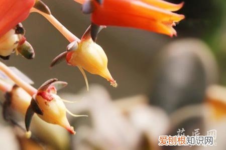 多肉怎么才算授粉成功 多肉授粉小技巧你知道吗