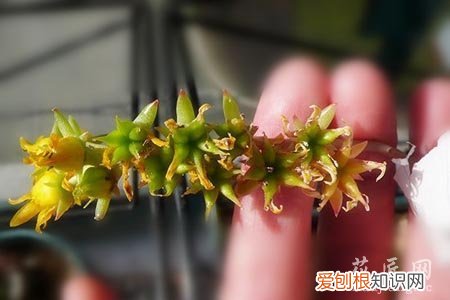 多肉怎么才算授粉成功 多肉授粉小技巧你知道吗