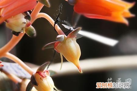 多肉怎么才算授粉成功 多肉授粉小技巧你知道吗