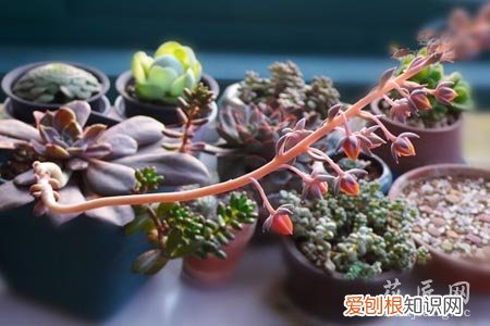 多肉怎么才算授粉成功 多肉授粉小技巧你知道吗