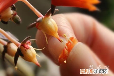 多肉怎么才算授粉成功 多肉授粉小技巧你知道吗