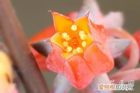 多肉怎么才算授粉成功 多肉授粉小技巧你知道吗