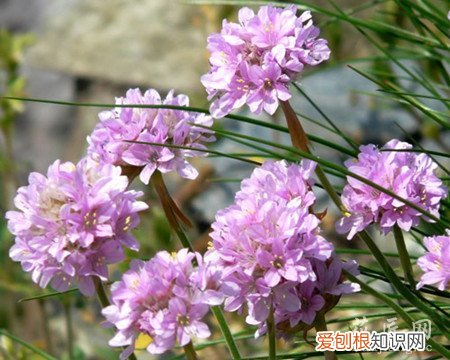 海石竹的寓意 海石竹的介绍