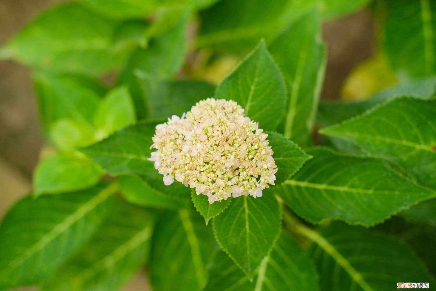 绣球花秋天可以种植吗 绣球花秋天怎么种植