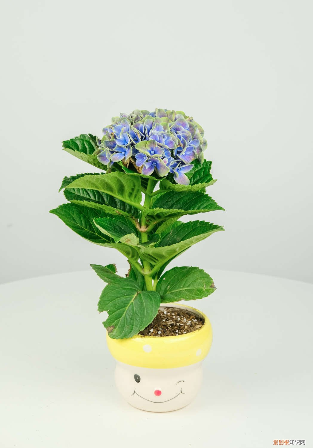 绣球花秋天可以种植吗 绣球花秋天怎么种植