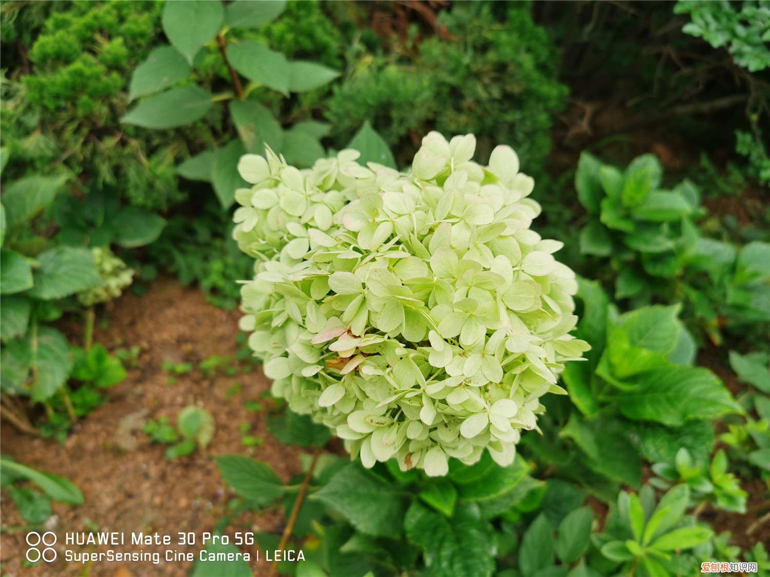 绣球花秋天可以种植吗 绣球花秋天怎么种植