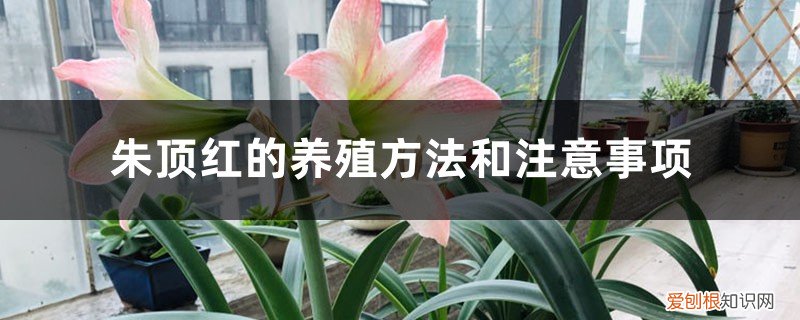 腊封朱顶红的养殖方法和注意事项 朱顶红的养殖方法和注意事项