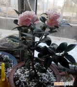 盆栽茶花该如何施肥呢 盆栽茶花该如何施肥呢