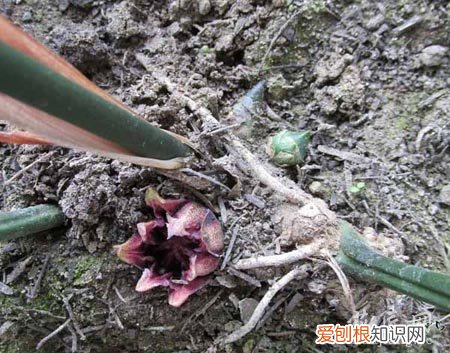 一叶兰的养殖方法和注意事项盆栽 一叶兰的养殖方法