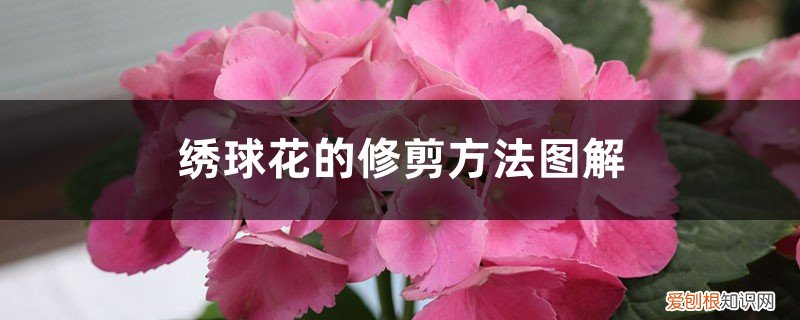 绣球花的修剪方法图解 绣球花的修剪方法图解，什么时间修剪