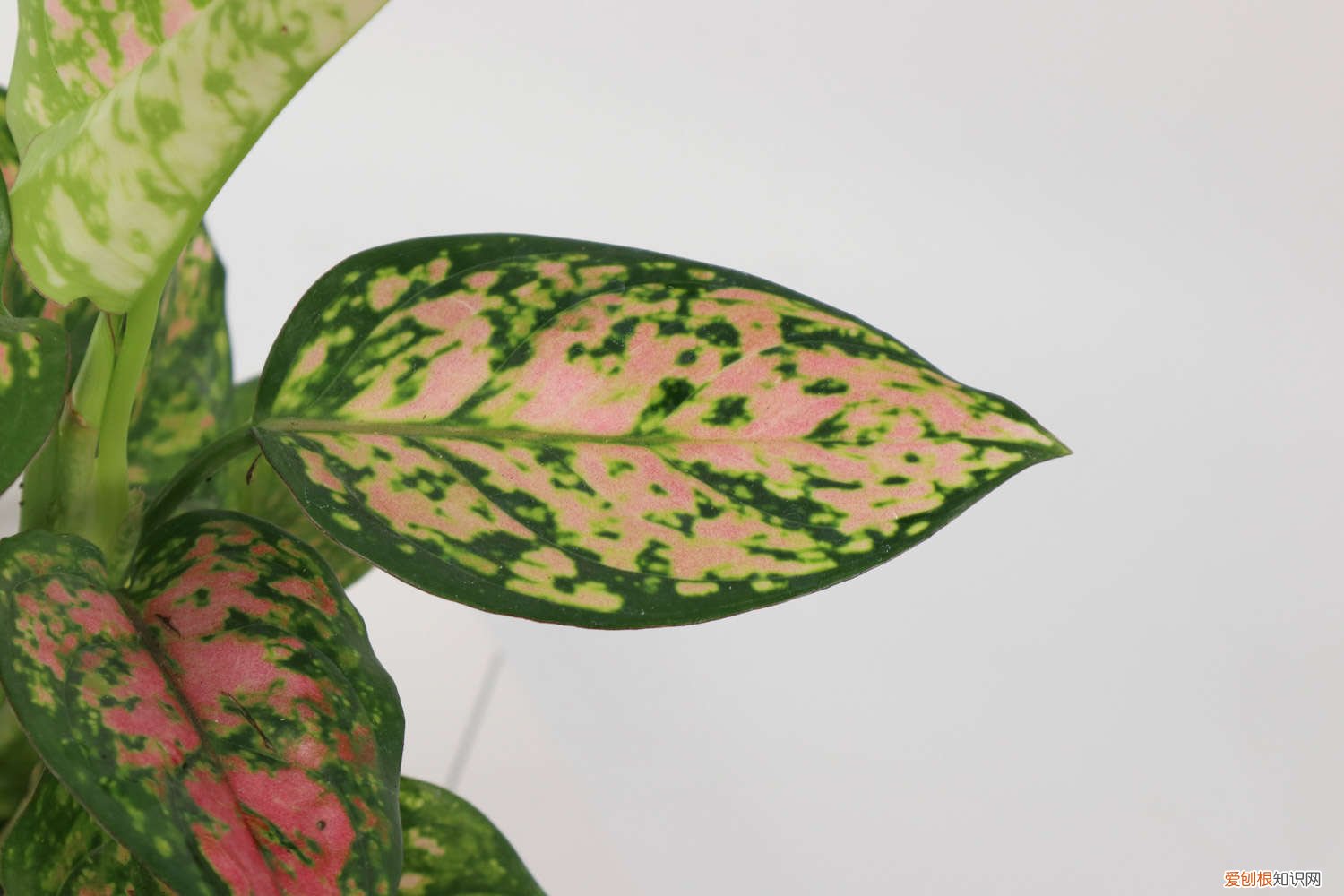 花叶万年青如何过冬 花叶万年青冬季如何管理