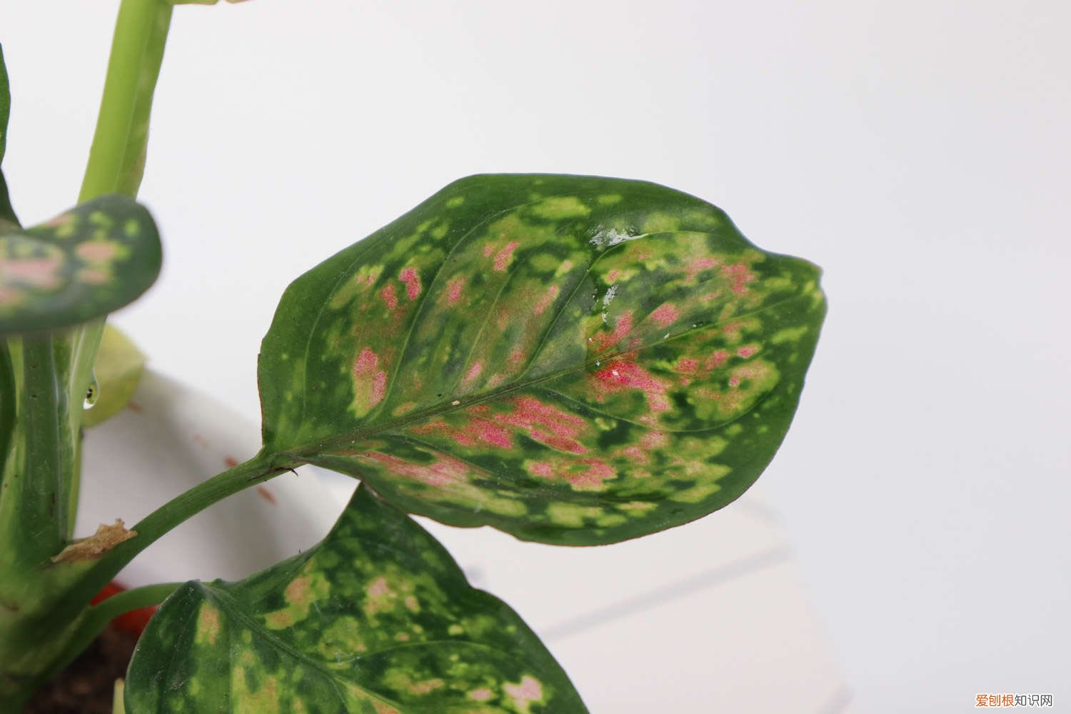 花叶万年青如何过冬 花叶万年青冬季如何管理