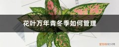 花叶万年青如何过冬 花叶万年青冬季如何管理