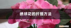 绣球花的扦插方法 百度网盘 绣球花的扦插方法