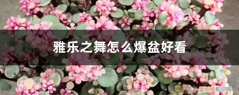 雅乐之舞如何养爆盆 雅乐之舞怎么爆盆好看