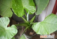 滴水观音的养殖方法选好浇水 用什么土养殖滴水观音好呢