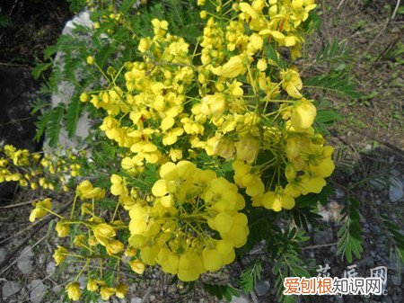 云实集团有限公司 云实的介绍大全