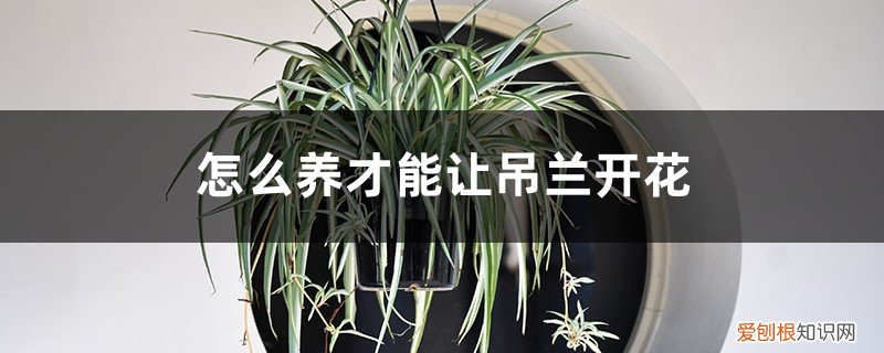 吊兰怎样养才能开花 怎么养才能让吊兰开花