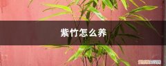 紫竹怎么养才能更旺盛 紫竹怎么养