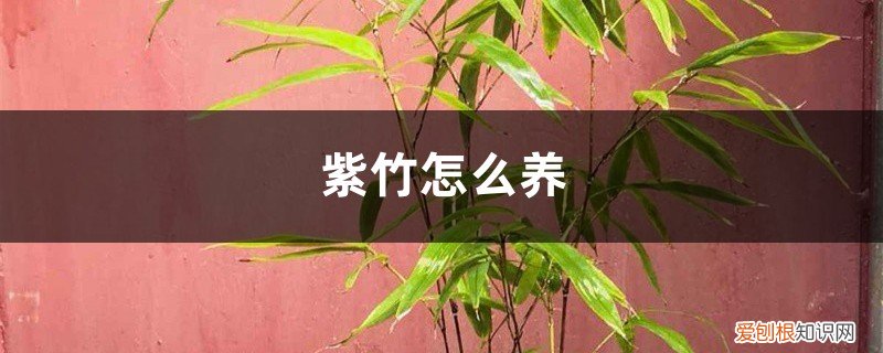 紫竹怎么养才能更旺盛 紫竹怎么养