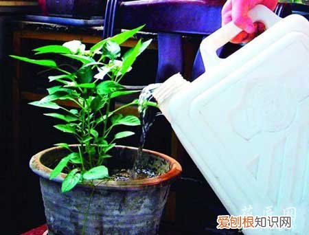 晚上适合给花浇水吗 晚上可以给花浇水吗