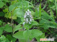 让荆芥高产的栽培技术是什么 让荆芥高产的栽培技术