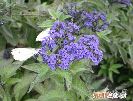 香草怎么养殖 香水草的养殖方法有哪些？
