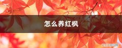 红枫的养殖方法和注意 怎么养红枫
