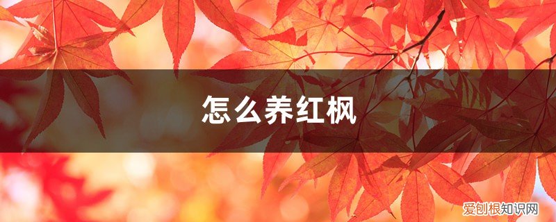 红枫的养殖方法和注意 怎么养红枫