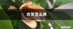 含笑怎么养才长得好 含笑怎么养