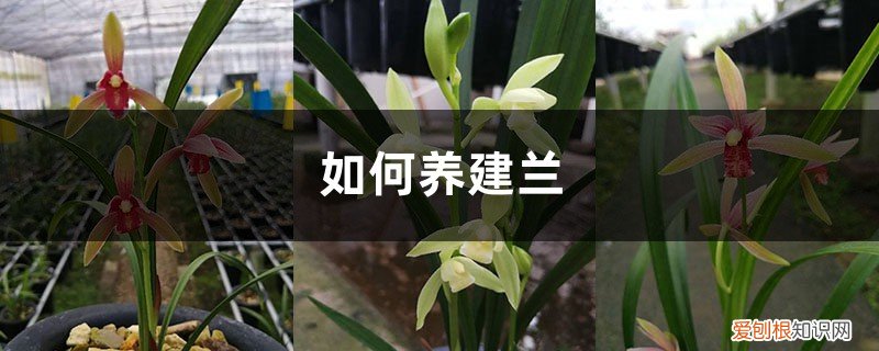 家里养建兰好不好 如何养建兰