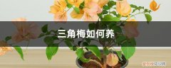 三角梅如何养植 三角梅如何养
