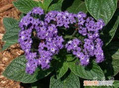 香水 香根草 香水草信息大全