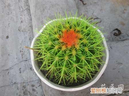 琥珀仙人球养殖方法 金琥仙人球的养殖方法