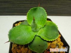 多肉雷神怎么养 多肉植物雷神锦的养殖方法