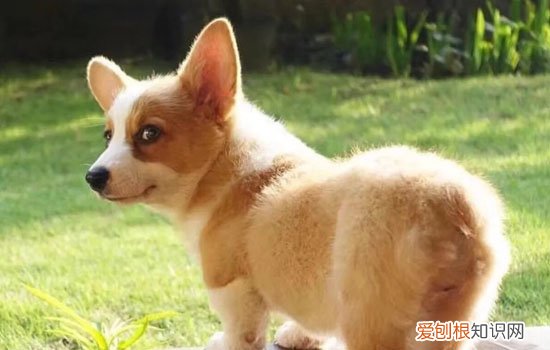 可以不给柯基断尾么 柯基可以不断尾