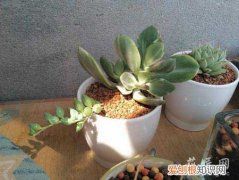 三色花月锦的养殖方法视频 三色花月锦的养殖方法
