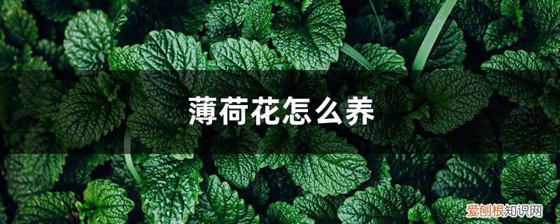 薄荷花怎么养才能枝叶繁茂 薄荷花怎么养