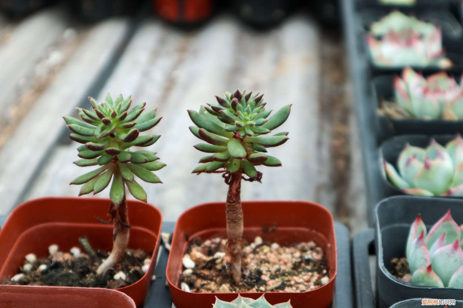 植物多肉怎么种植方法 种植多肉植物的步骤