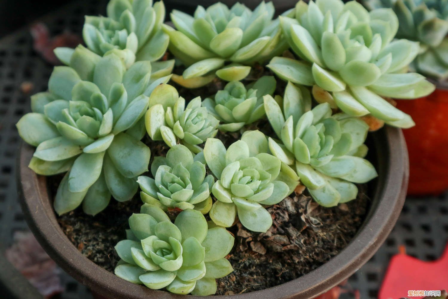 植物多肉怎么种植方法 种植多肉植物的步骤
