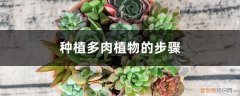 植物多肉怎么种植方法 种植多肉植物的步骤