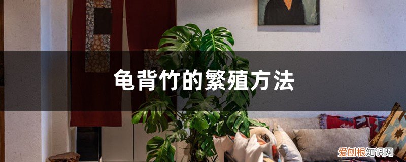 龟背竹繁殖的小技巧 龟背竹的繁殖方法图解