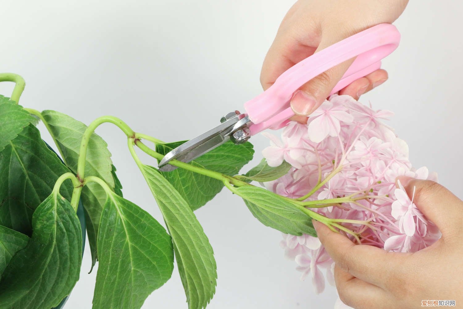 绣球花水养放多少水 绣球花水养注意事项