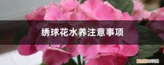 绣球花水养放多少水 绣球花水养注意事项