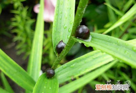 百合珠芽生根 百合珠芽的种植方法