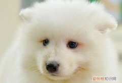 萨摩几个月可以吃蛋黄 狗狗两个月可以吃蛋黄